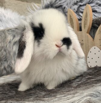 ❤️❤️miminka Minilop Kralicek Beránek - 9