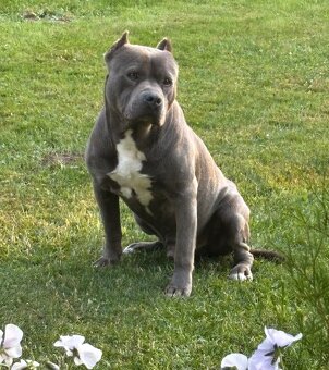 Americký Stafordširský Teriér - 9