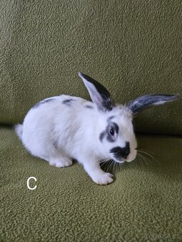Králíčci - 3 samičky - odběr i jednotlivě - 9