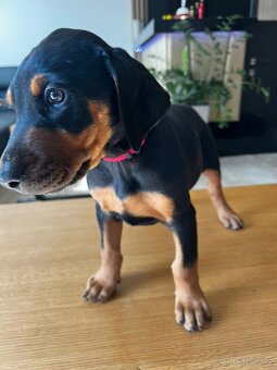 Šteňatá Doberman - 9