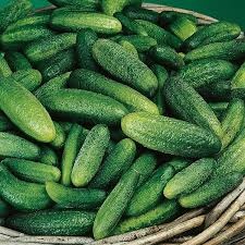 Okurky nakladačky - 9