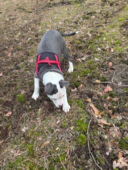 Americký stafordsirsky terier, Stafford, amstaf - 9