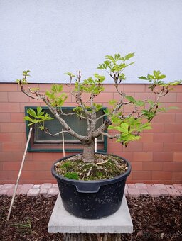 Jírovec manďal (kaštan) bonsai - 9