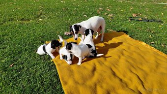 JACK RUSSEL TERIÉR - 9