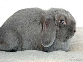 Samička Zakrslý Beránek MiniLop ❤️❤️ - 9