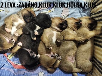 Štěňata kříženci - 9