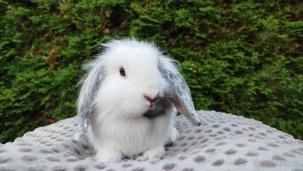 Zakrslý beránek, králíček, králík -MOLLY - 9
