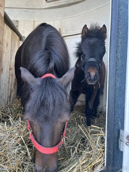 Klisnička minihorse - 9