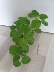 Krásné rýmovníky - 9