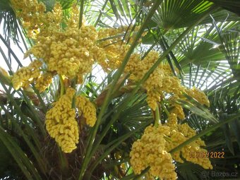 Mrazuvzdorná Palma konopná-palmičky - 9