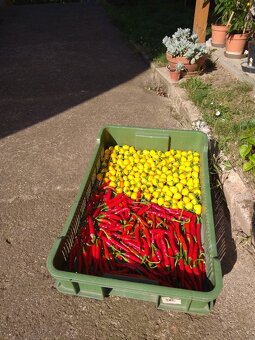 Sazenice chilli papriček - 9