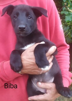 Belgický ovčák malinois - 9