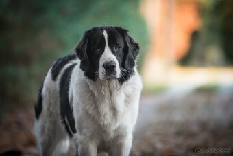 Landseer s PP - 9