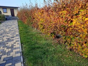 Výkopové práce Šrámek - 9