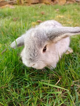 Zakrslý beránek - 9