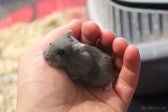 Křeček džungarský mláďata - 9