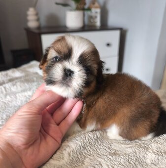 Štěňátka Shih-tzu s PP(shi-tzu, shihtzu) - 9