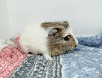 Morče, Morčata, Morčátko, Morčátka - SAMIČKY - 9