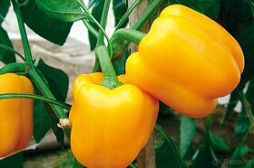 Sazenice - rajčata, paprika - 9