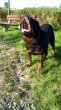 Rottweiler, rotvajler, RTW s PP - 9