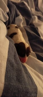 Štěňata Jack Russell teriér - 9