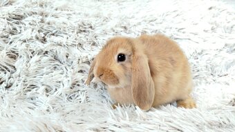 Zakrslý beránek, králíček, králík - JAYDEN - 9