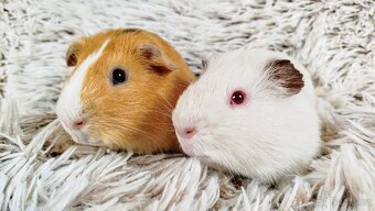 Morče, Morčátka, Morčata - VILÍK a TOMÍK - 9