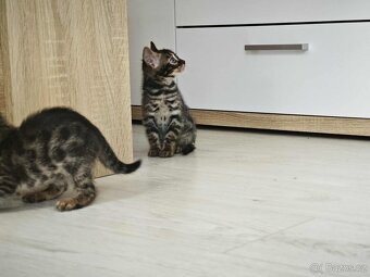 Bengálska kočka,kocour,Bengal - 9