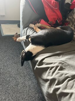 Štěně do dobrého domova - 9