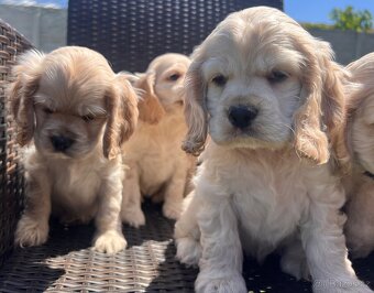 Americky Kokerspaniel-steniatka - 9