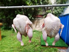 Domácí kuřata  a kachny - 9