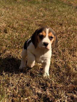 Bígl trikolor - štěňátka - 9