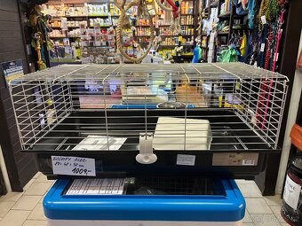 Morče rozetka nar. 4.3.2026 samička - 9