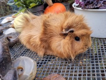 Morčátko holčička - 9