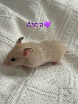 Křeček syrský - mláďata - 9
