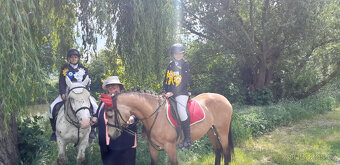 PRODÁM, NEBO PRONAJMU LUXUSNÍ SPORTOVNÍ PONY 147 CM.. - 9