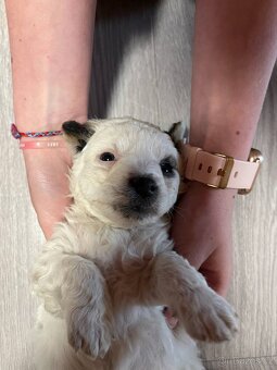 Prodám štěně Jack russel teriér - 9