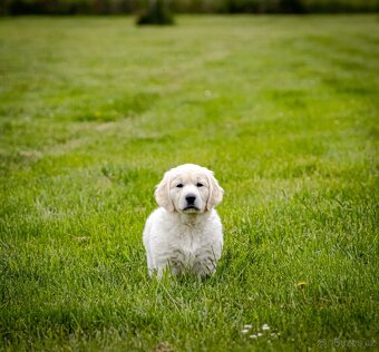 Golden retriever Zlaty retriever šteniatka s pp - 9