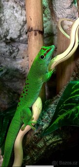 Felsumy madagaskarské + terárium s 3D stěnou - 9