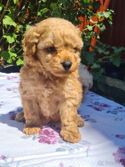 Maltipoo - 9