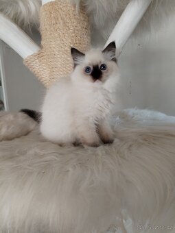 Koťátka s PP Ragdoll - 9