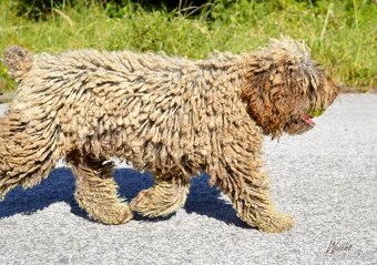 Španělský vodní pes - Perro De Agua Español - s PP - 9