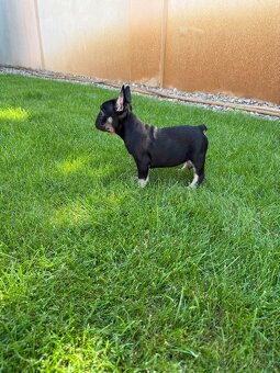 Francouzsky buldoček choco merle fluffy fenka a black fenka - 9