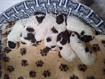 Lagotto romagnolo s PP (italský vodní pes) - 9