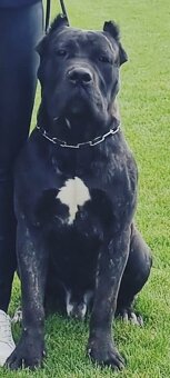 Cane corso - 9