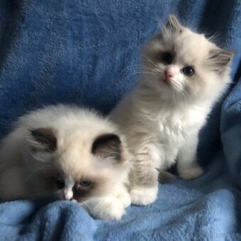 Ragdoll koťátka s PP - 9