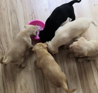 Štěňata labradora kříženci - 9