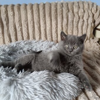 Britská koťata - 9
