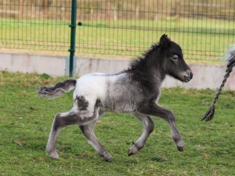 Připouštění Minihorse/minipony - 9