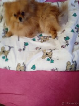 POMERANIAN - 9